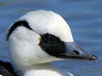 Smew (Head, Bill & Eyes) - pic by Nigel Key